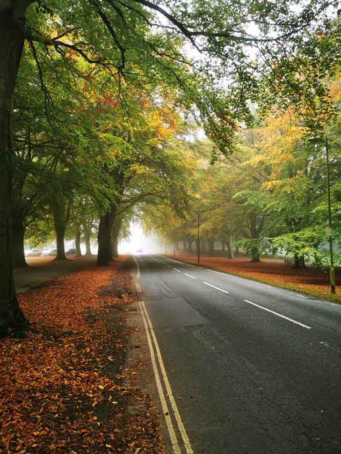 A straight rural road with two lanes, bordered by tall, dense green trees on both sides, leading into the distance under an overcast sky. A large black and orange moving truck is traveling away from the camera on the left side of the road, while a small white car is driving towards the camera along the right lane. The roadside includes a narrow dirt verge and grass strip, with slight elevation changes visible on the horizon. The scene captures the quiet and open atmosphere typical of regional areas, relevant to the context of house removals and home relocation logistics facilitated by Man with Van Woodlands.