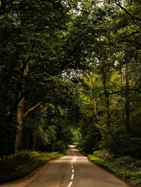 A narrow, winding country road surrounded by dense, lush green trees with thick foliage overhead, casting dappled sunlight on the tarmac surface. The road features a central dashed white line and curves gently out of view into the distance, within a woodland setting typical of a rural area. This scene captures the natural environment that may be encountered during a house removal or home relocation process, where careful transportation planning and logistics are essential. Occasionally, trees extend branches over the roadway, creating a canopy, and the overall atmosphere emphasizes peaceful, scenic surroundings. Man with Van Woodlands offers local removals and moving services that support such home relocations, ensuring furniture and belongings are transported safely through rural and urban routes.