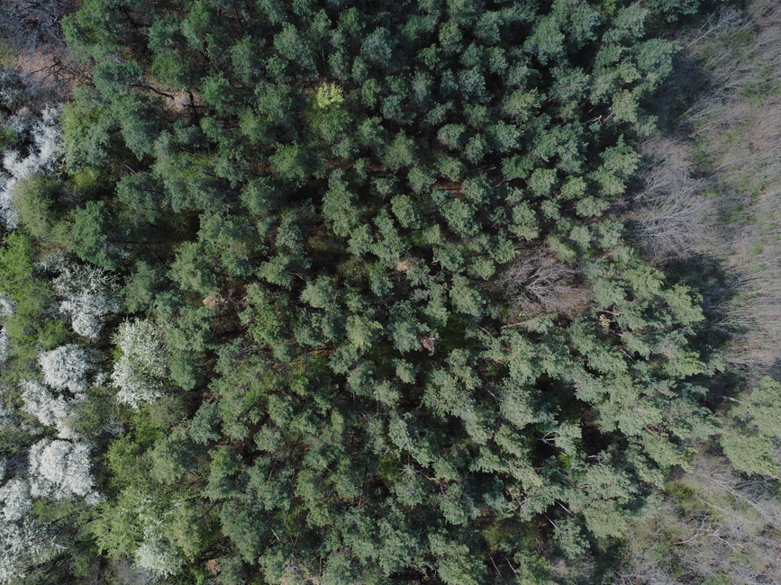 An aerial view of dense forest canopy featuring a mixture of coniferous and deciduous trees with varying shades of green and some light-colored blossoms, seen from above in natural daylight. The trees cover a large area with a slight clear space visible on the right side, aligning with a woodland conservation area. The image showcases natural landscape without human structures, but it is relevant to the context of house removals and furniture transport in wooded or restricted areas. As part of a home relocation or furniture transport process, this scene might be related to navigating conservation area restrictions or planning moves around such environments. The overall setting is quiet and undisturbed, emphasizing natural surroundings typical of woodland areas where moving companies like Man with Van Woodlands operate within limitations and regulations concerning access and environmental impact.